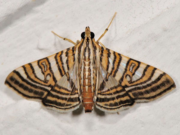 /filer/webapps/moths/media/images/D/duponti_Glyphodea_A_Mazzei_04.jpg