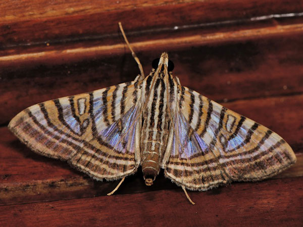 /filer/webapps/moths/media/images/D/duponti_Glyphodea_A_Mazzei_05.jpg
