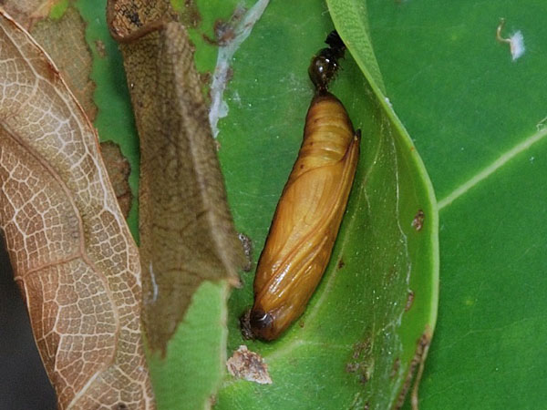 /filer/webapps/moths/media/images/D/duponti_Glyphodea_P_Mazzei.jpg