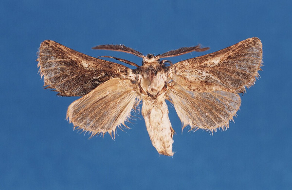 /filer/webapps/moths/media/images/D/dupreezi_Arbelodes_HT_BMNH.jpg