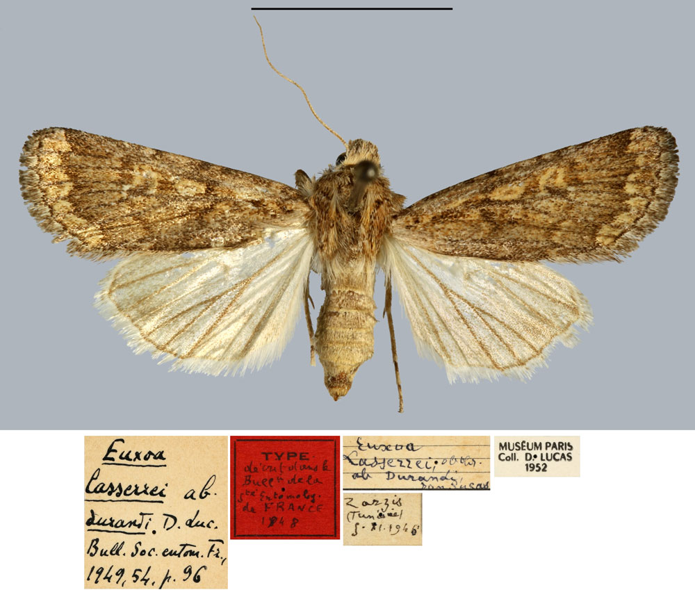 /filer/webapps/moths/media/images/D/durandi_Euxoa_HT_MNHN.jpg