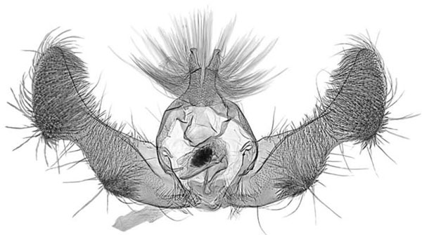 /filer/webapps/moths/media/images/D/durantei_Gnathodracon_GMHT_MRSN.jpg