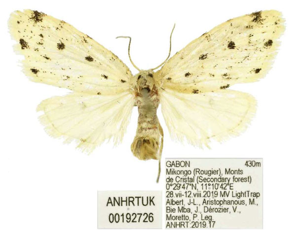 /filer/webapps/moths/media/images/D/durantei_Siccia_PTF_ANHRT.jpg