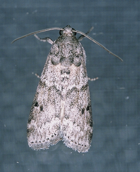 /filer/webapps/moths/media/images/D/durbanica_Bahiria_A_Roland_01.jpg
