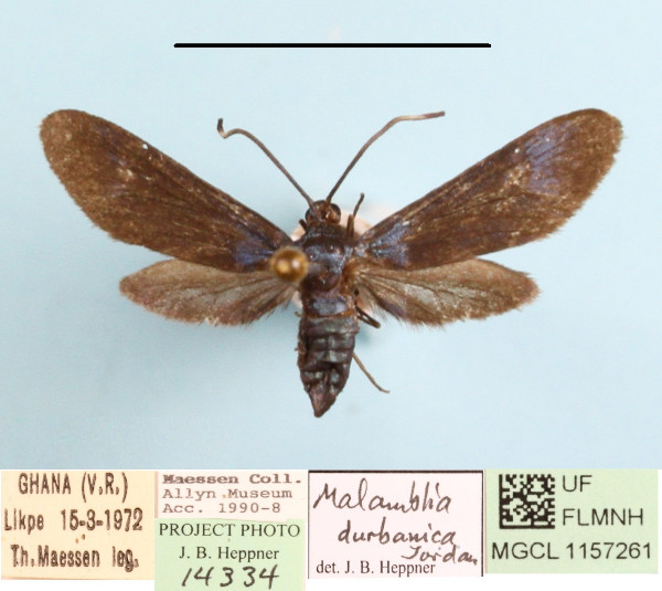 /filer/webapps/moths/media/images/D/durbanica_Malamblia_A_MGCLa_01.JPG