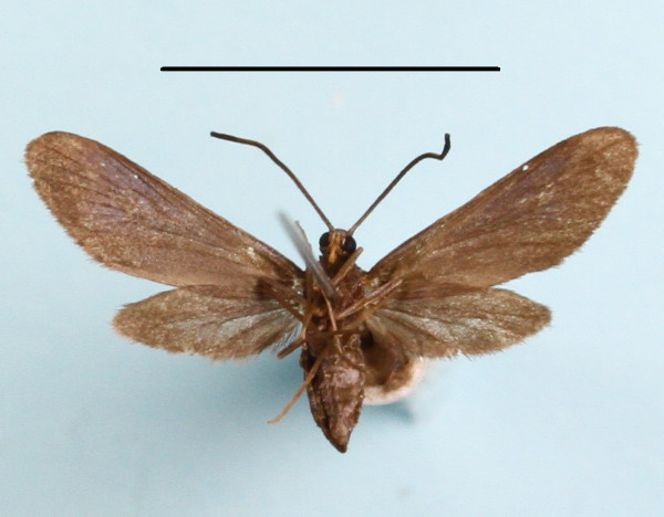 /filer/webapps/moths/media/images/D/durbanica_Malamblia_A_MGCLb_01.JPG