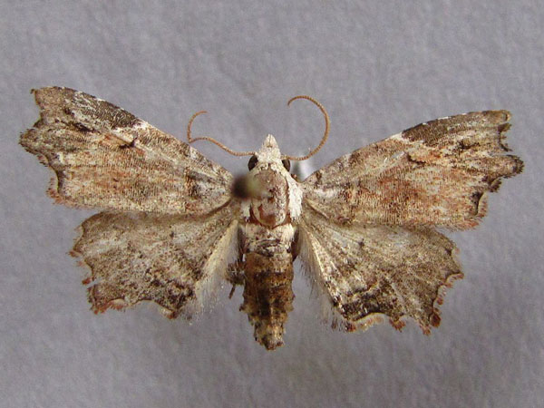 /filer/webapps/moths/media/images/D/durbanica_Trogocraspis_A_Baron_01.jpg