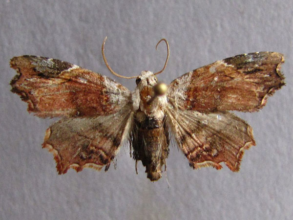 /filer/webapps/moths/media/images/D/durbanica_Trogocraspis_A_Baron_03.jpg
