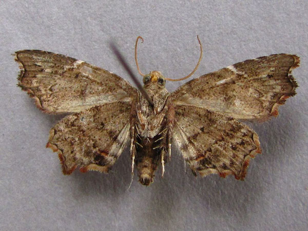 /filer/webapps/moths/media/images/D/durbanica_Trogocraspis_A_Baron_04.jpg