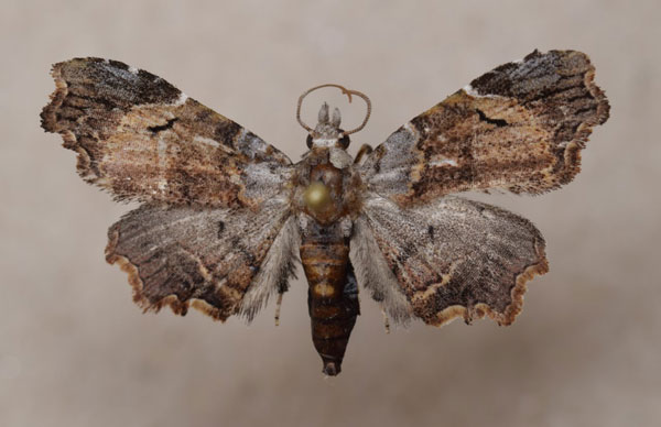 /filer/webapps/moths/media/images/D/durbanica_Trogocraspis_A_Butler.jpg
