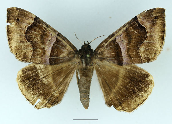 /filer/webapps/moths/media/images/D/durfa_Achaea_AF_Basquin_01.jpg