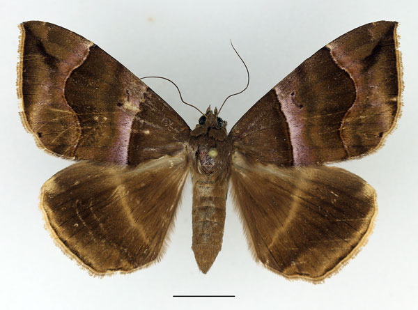 /filer/webapps/moths/media/images/D/durfa_Achaea_AF_Basquin_02.jpg