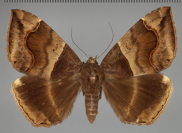 /filer/webapps/moths/media/images/D/durfa_Achaea_AF_Fiebig.jpg