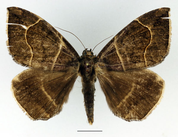 /filer/webapps/moths/media/images/D/durfa_Achaea_A_Basquin.jpg