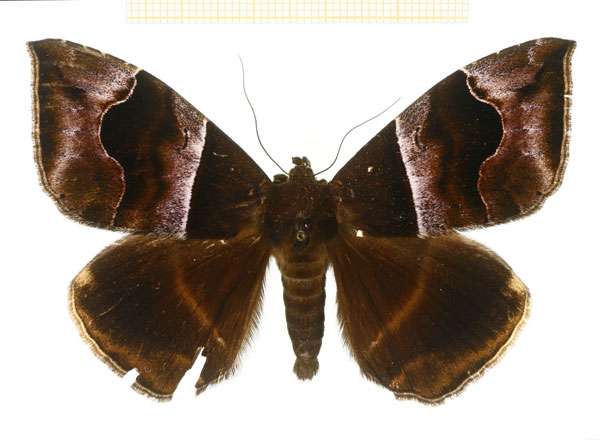 /filer/webapps/moths/media/images/D/durfa_Achaea_A_DePrins.jpg