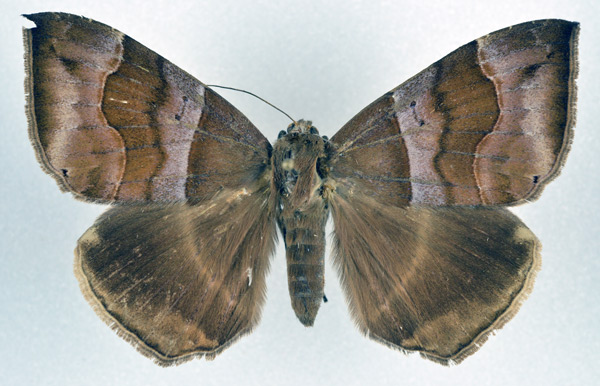 /filer/webapps/moths/media/images/D/durfa_Achaea_A_NHMO.jpg