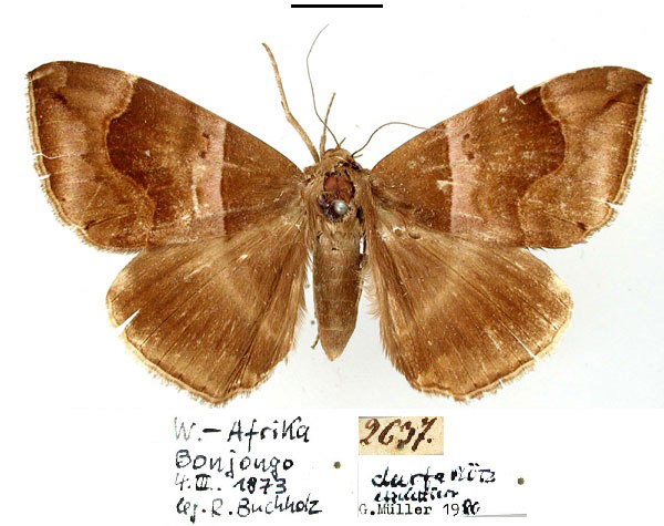 /filer/webapps/moths/media/images/D/durfa_Achaea_HT_ZMHB.jpg