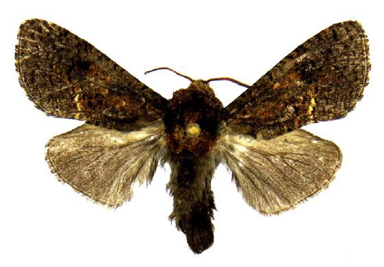 /filer/webapps/moths/media/images/D/durrelli_Geraldocossus_HT_ZMJU.jpg