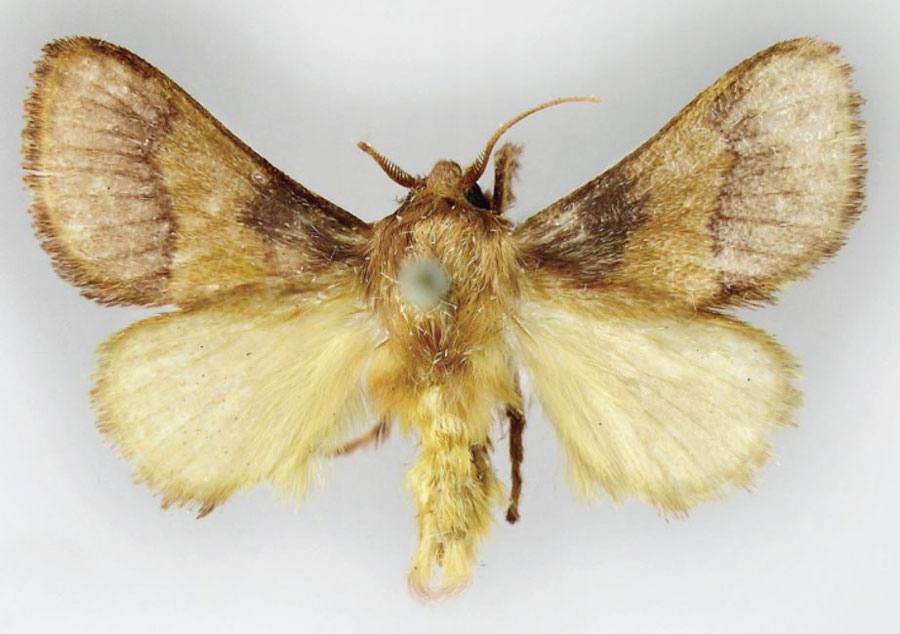 /filer/webapps/moths/media/images/D/dusii_Parasa_PTM_MWM.jpg