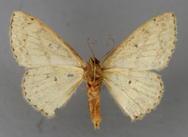 /filer/webapps/moths/media/images/D/dux_Scopula_A_ZSM_02.jpg
