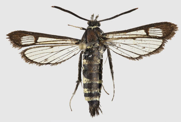 /filer/webapps/moths/media/images/D/dybowskii_Spatenkana_AF_SMNS_01.jpg