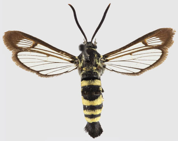 /filer/webapps/moths/media/images/D/dybowskii_Spatenkana_AF_SMNS_02.jpg