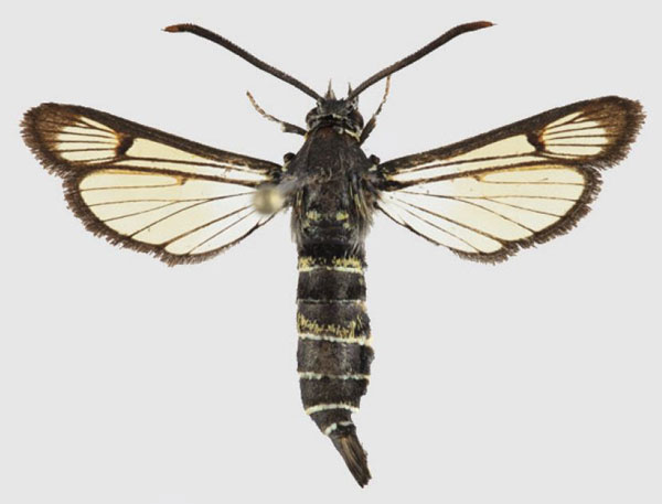 /filer/webapps/moths/media/images/D/dybowskii_Spatenkana_AM_SMNS.jpg