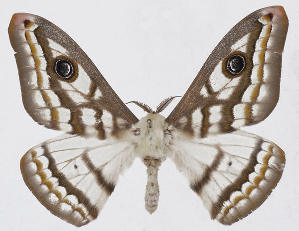 /filer/webapps/moths/media/images/D/dyops_Heniocha_AM_Basquina.jpg