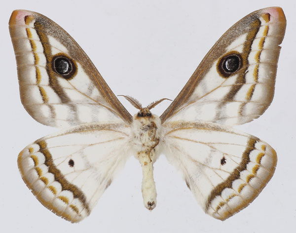 /filer/webapps/moths/media/images/D/dyops_Heniocha_AM_Basquinb.jpg