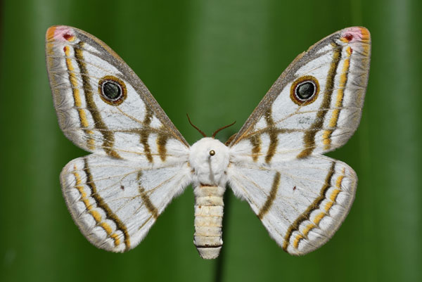 /filer/webapps/moths/media/images/D/dyops_Heniocha_A_Butler.jpg