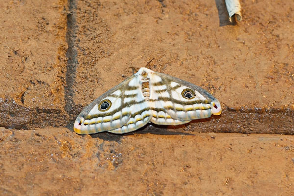/filer/webapps/moths/media/images/D/dyops_Heniocha_A_Voaden_01.jpg