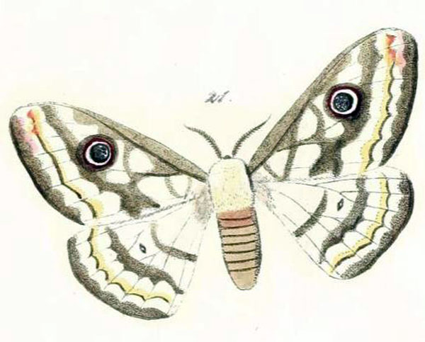 /filer/webapps/moths/media/images/D/dyops_Saturnia_HT_Maassen_16-21.jpg