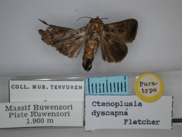 /filer/webapps/moths/media/images/D/dyscapna_Plusiotricha_PT_RMCA_01.jpg