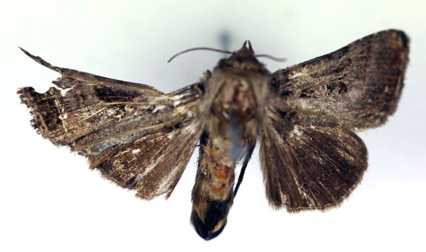 /filer/webapps/moths/media/images/D/dyscapna_Plusiotricha_PT_RMCA_02.jpg