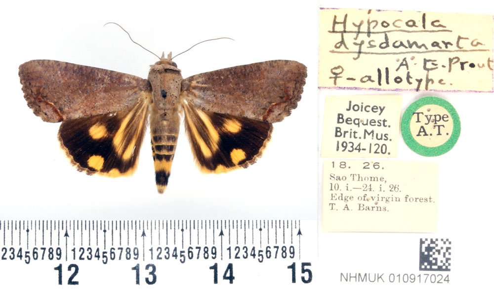 /filer/webapps/moths/media/images/D/dysdamarta_Hypocala_AT_BMNH.jpg