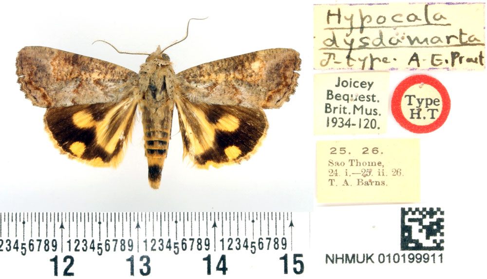 /filer/webapps/moths/media/images/D/dysdamarta_Hypocala_HT_BMNH.jpg