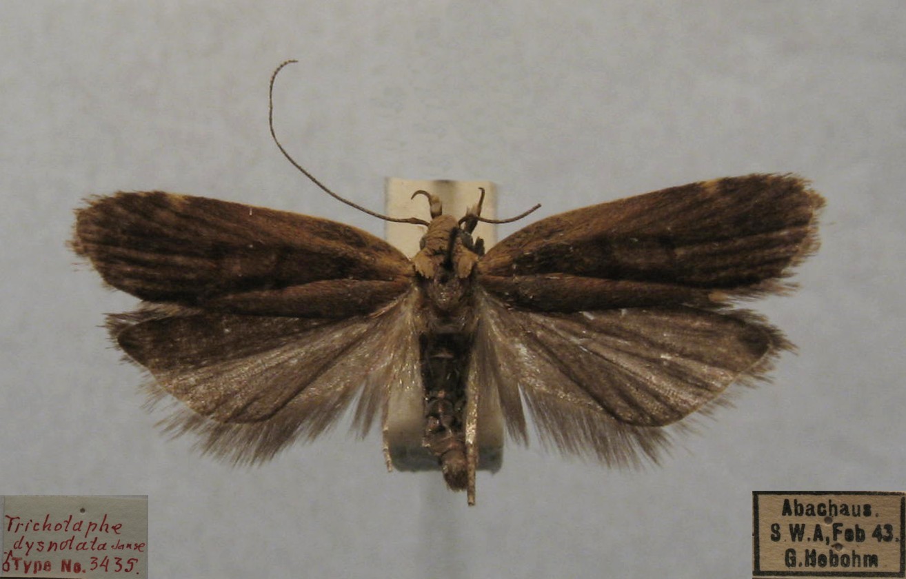 /filer/webapps/moths/media/images/D/dysnotata_Dichomeris_HTM_TMSA.jpg