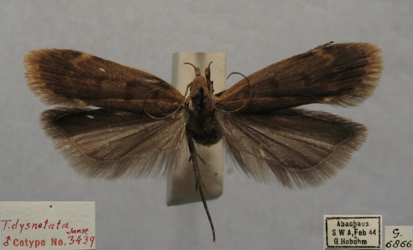 /filer/webapps/moths/media/images/D/dysnotata_Dichomeris_PTM_TMSA_6866.jpg