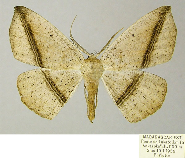 /filer/webapps/moths/media/images/D/dysonaria_Psilocerea_AM_ZSM.jpg