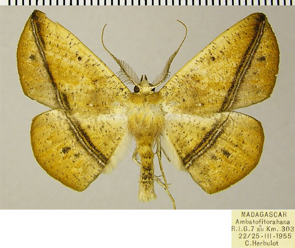 /filer/webapps/moths/media/images/D/dysonaria_Psilocerea_AM_ZSMa.jpg