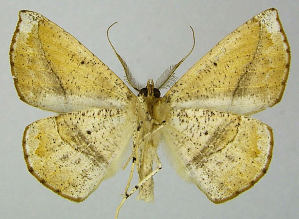 /filer/webapps/moths/media/images/D/dysonaria_Psilocerea_AM_ZSMb.jpg