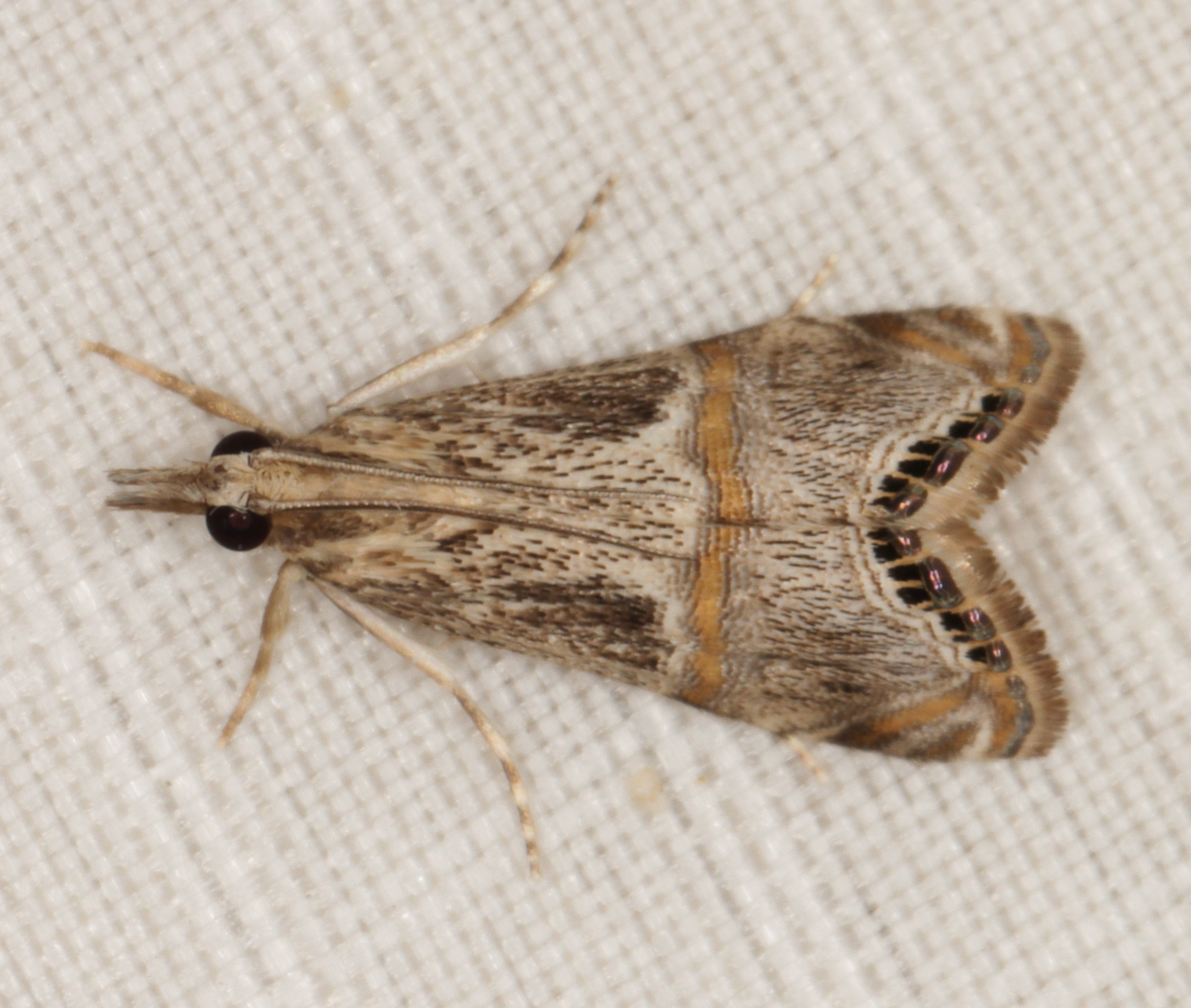 /filer/webapps/moths/media/images/E/Euchromius_discopis_lat-26_499441_lon28_339979_2020-10-04_20283.jpg