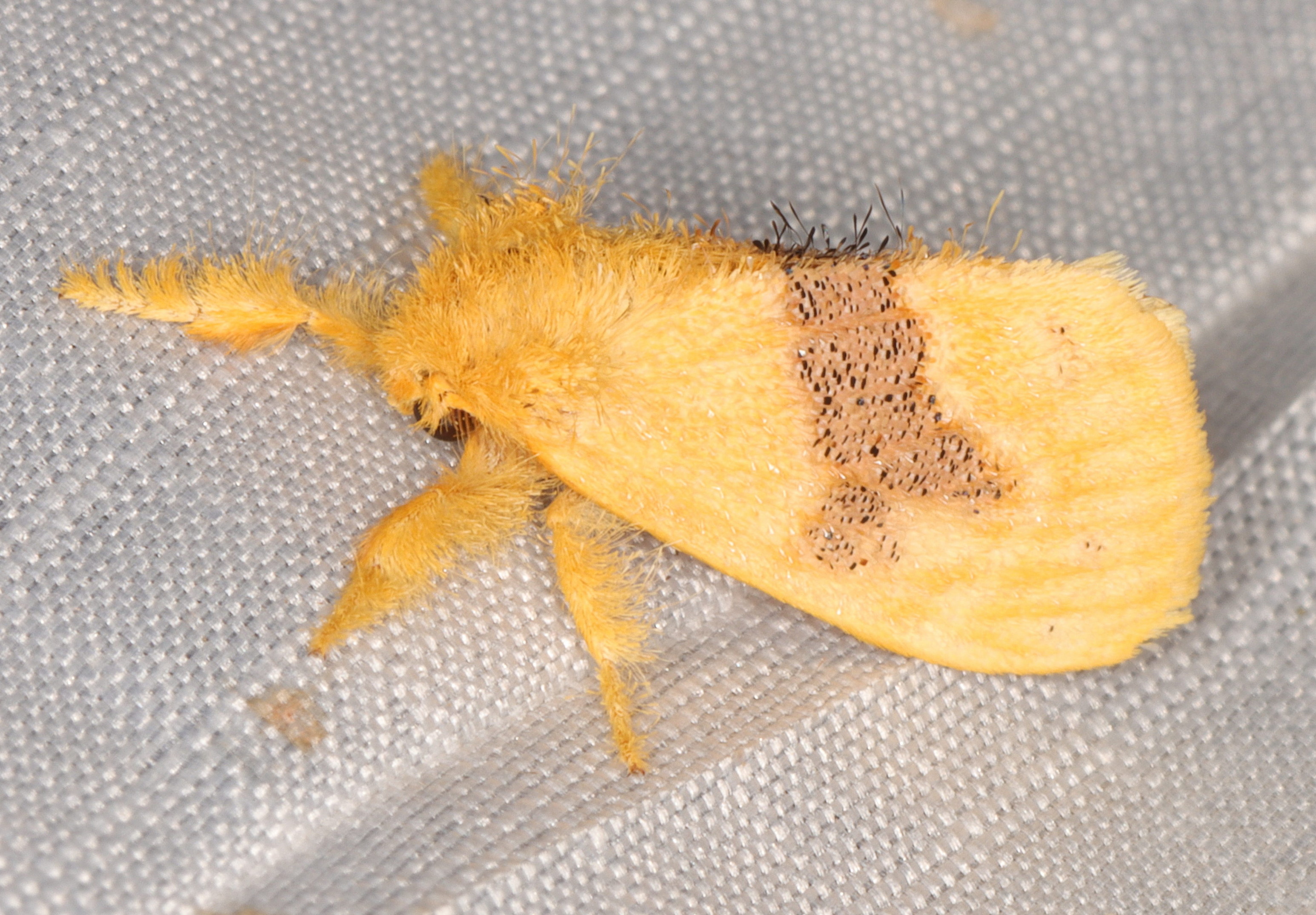 /filer/webapps/moths/media/images/E/Euproctis_fasciata_-_Banded_Euproctis_lat-25_519021_lon_31_502230_183_Babinyati.jpg