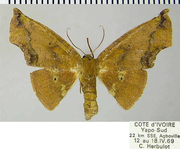 /filer/webapps/moths/media/images/E/eacleoides_Vaena_AF_ZSM_01.jpg