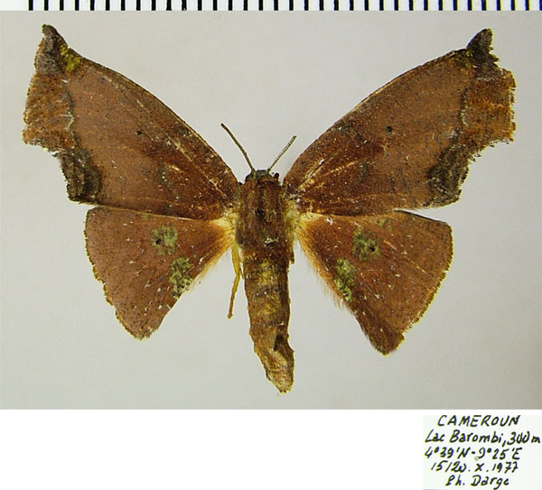 /filer/webapps/moths/media/images/E/eacleoides_Vaena_AF_ZSM_02.jpg