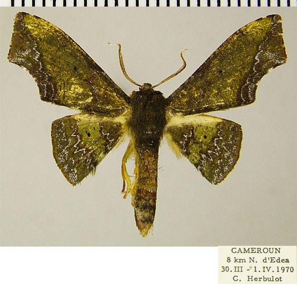 /filer/webapps/moths/media/images/E/eacleoides_Vaena_AM_ZSM.jpg