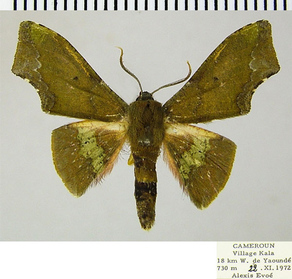 /filer/webapps/moths/media/images/E/eacleoides_Vaena_AM_ZSMa.jpg
