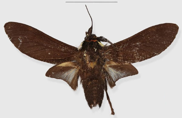 /filer/webapps/moths/media/images/E/eala_Casphalia_HT_RMCAa.jpg