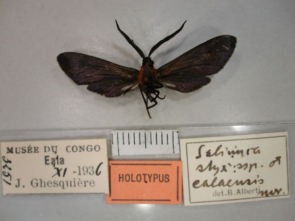 /filer/webapps/moths/media/images/E/ealaensis_Saliunca_HT_RMCA_02.jpg