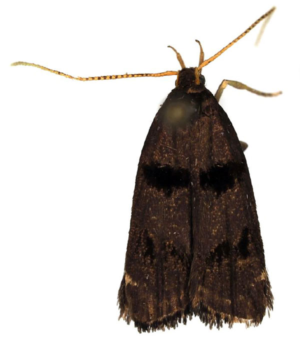 /filer/webapps/moths/media/images/E/ealaensis_Thubdora_AM_BMNH.jpg